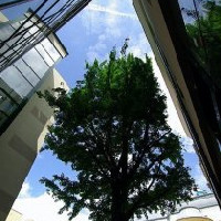 Best Western Hotel Ginkgo Sas